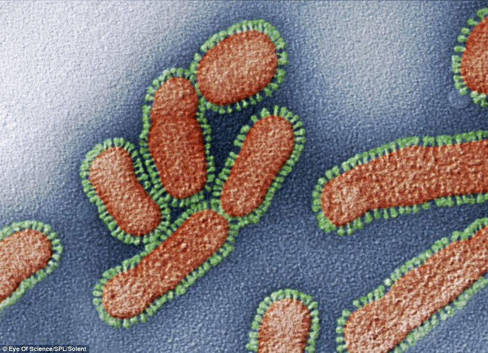 Вирус гриппа, состоящий из рибонуклеиновой кислоты (РНК), окруженной нуклеокапсидой (красный) и липидной оболочкой (зеленый). Снимок увеличен в 230000 раз.