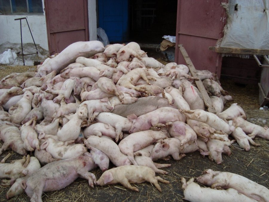 На юге России — очередная эпидемия африканской чумы свиней1