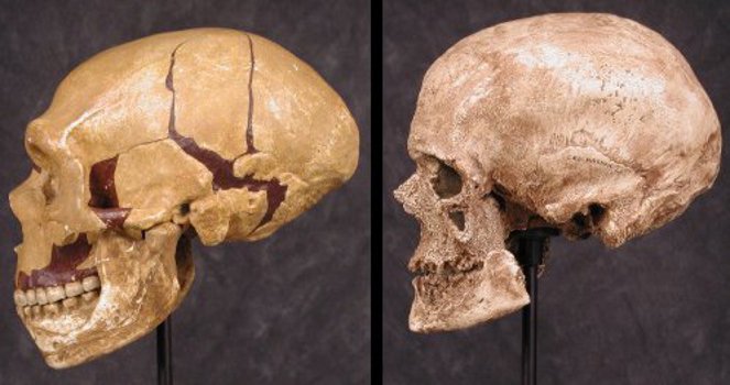 черепа неандертальца и кроманьонца