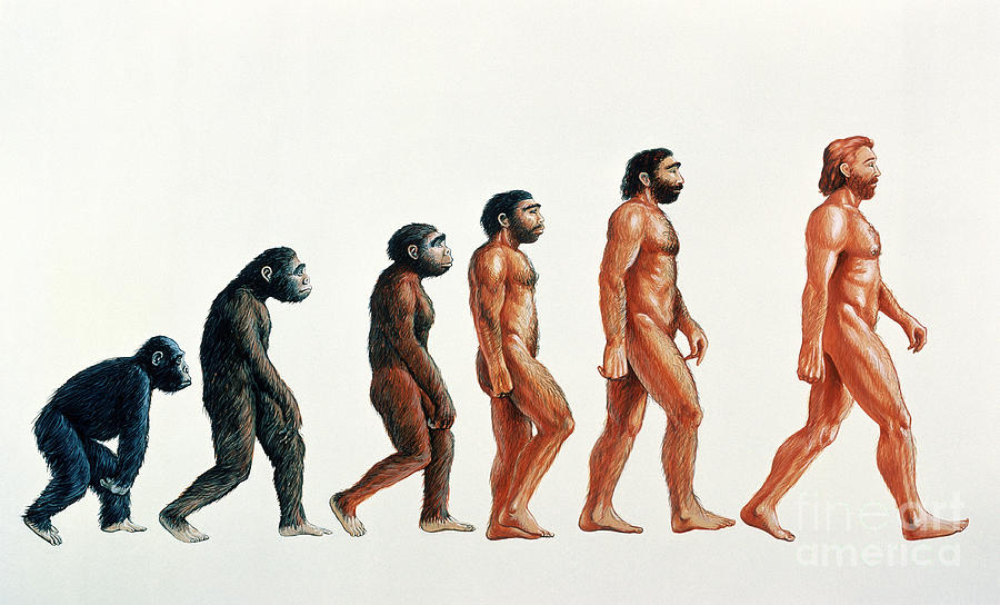 эволюция человека1