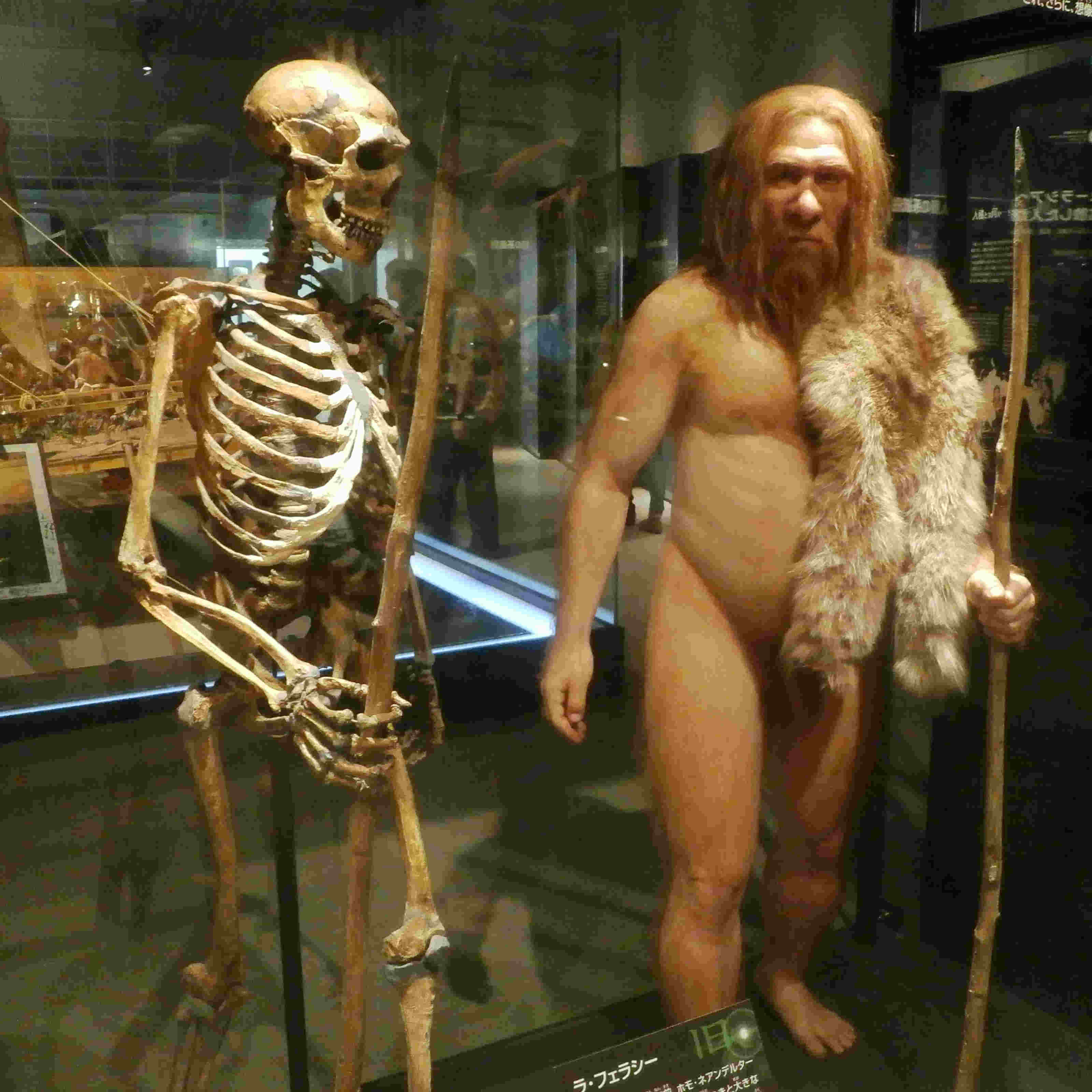 неандерталец - скелет