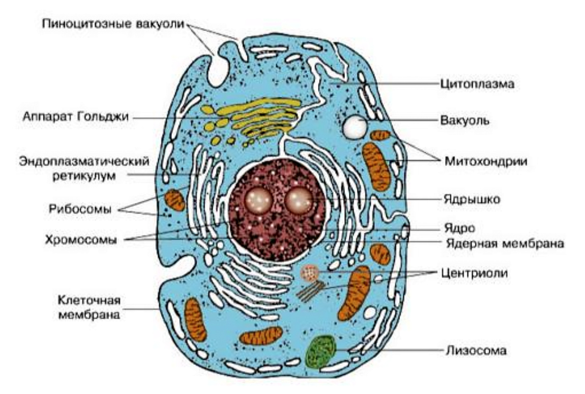Рис. 2. Схема строения живой клетки
