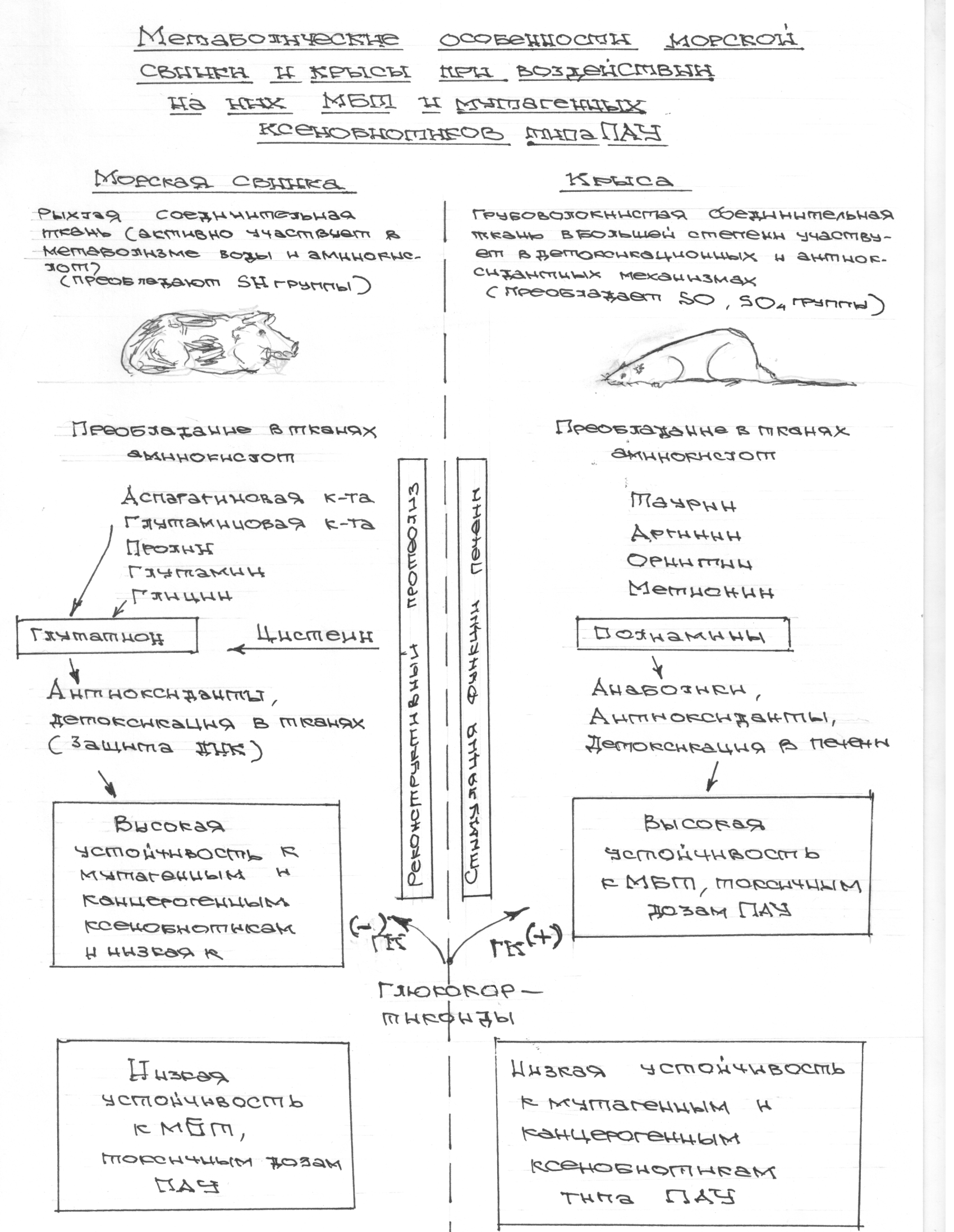 Схема 1. 1. Метаболические особенности морской свинки и крысы при воздействии на них МБТ и мутагенных ксенобиотиков типа ПАУ