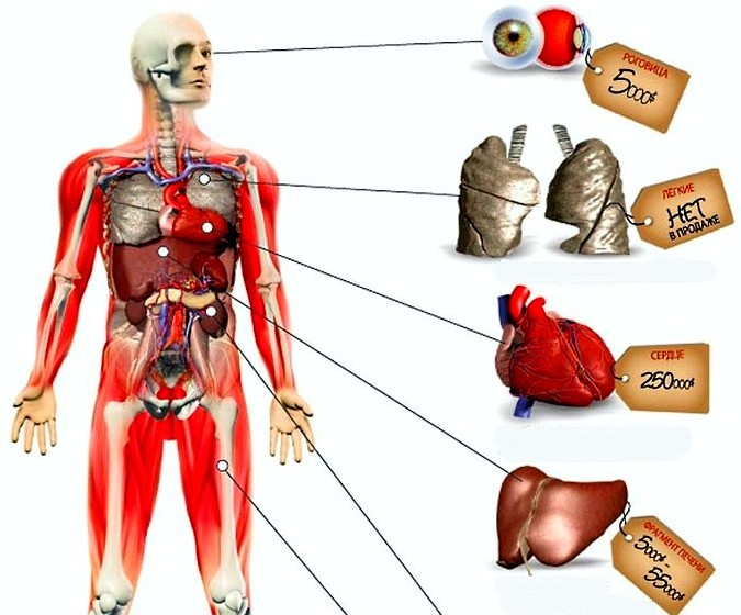 Продажа органов человека. Торговля человеческими органами. Торговля людьми органы. Рынок человеческих органов. Продажа человеческих органов.