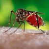9 чудо-растений, которых боятся комары