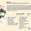 Возможно так зародилась жизнь. Синтез РНК в «протоклетках» всё-таки возможен